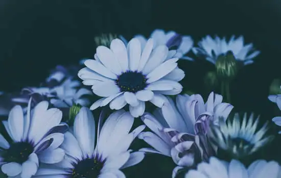 Addobbo floreale per cofano funebre