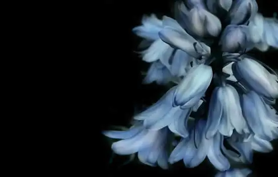 Composizione floreale per invio condoglianze